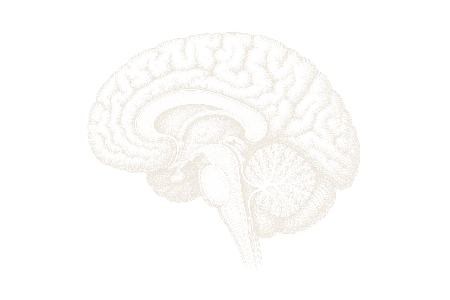 Engraved medial view of the human brain with six numbered regions