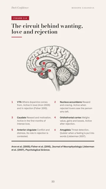 Page 33: The brain circuit behind wanting, love and rejection, region by region.